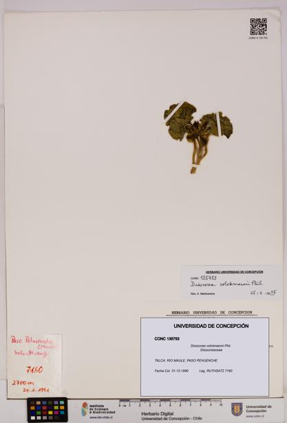 Dioscorea volckmannii [Espécimen: UDEC:CONC:0135753]