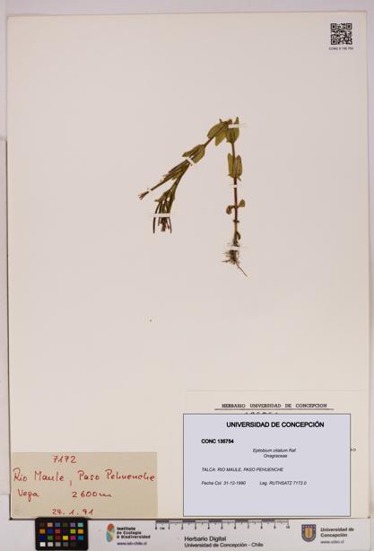 Epilobium ciliatum [Espécimen: UDEC:CONC:0135754]