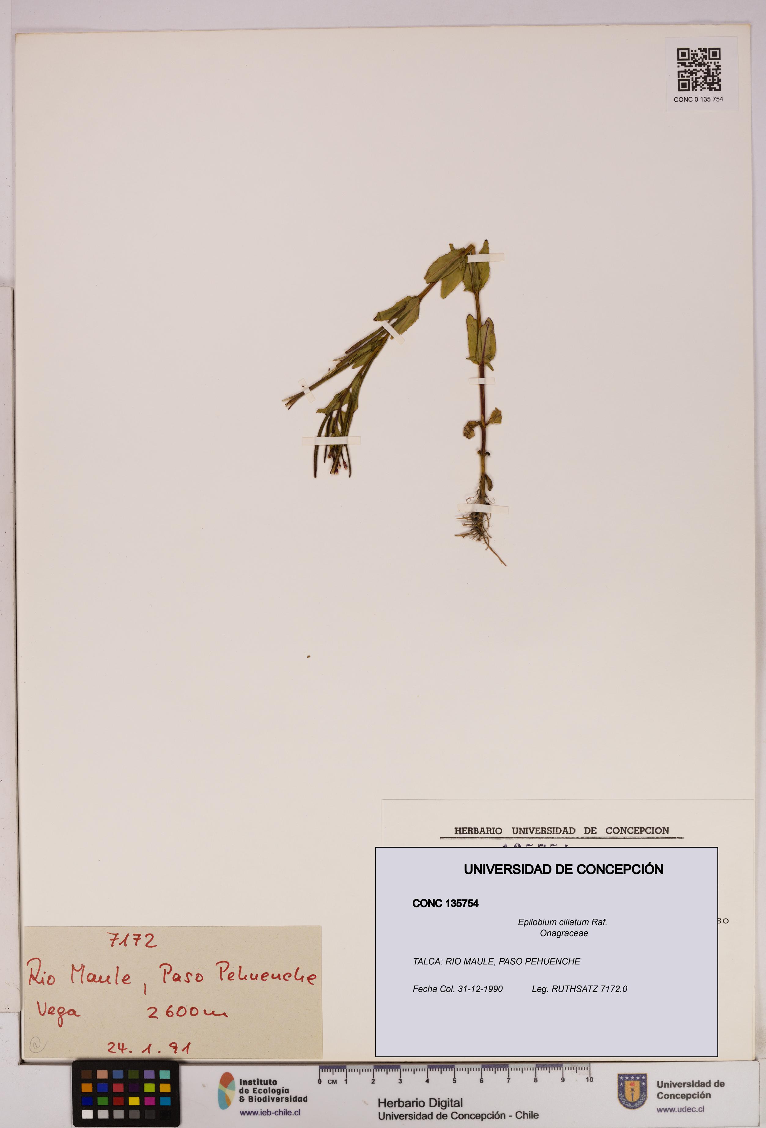Epilobium ciliatum [Espécimen: UDEC:CONC:0135754]