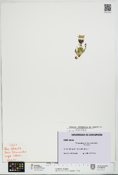 Perezia pilifera [Espécimen: UDEC:CONC:0135756]