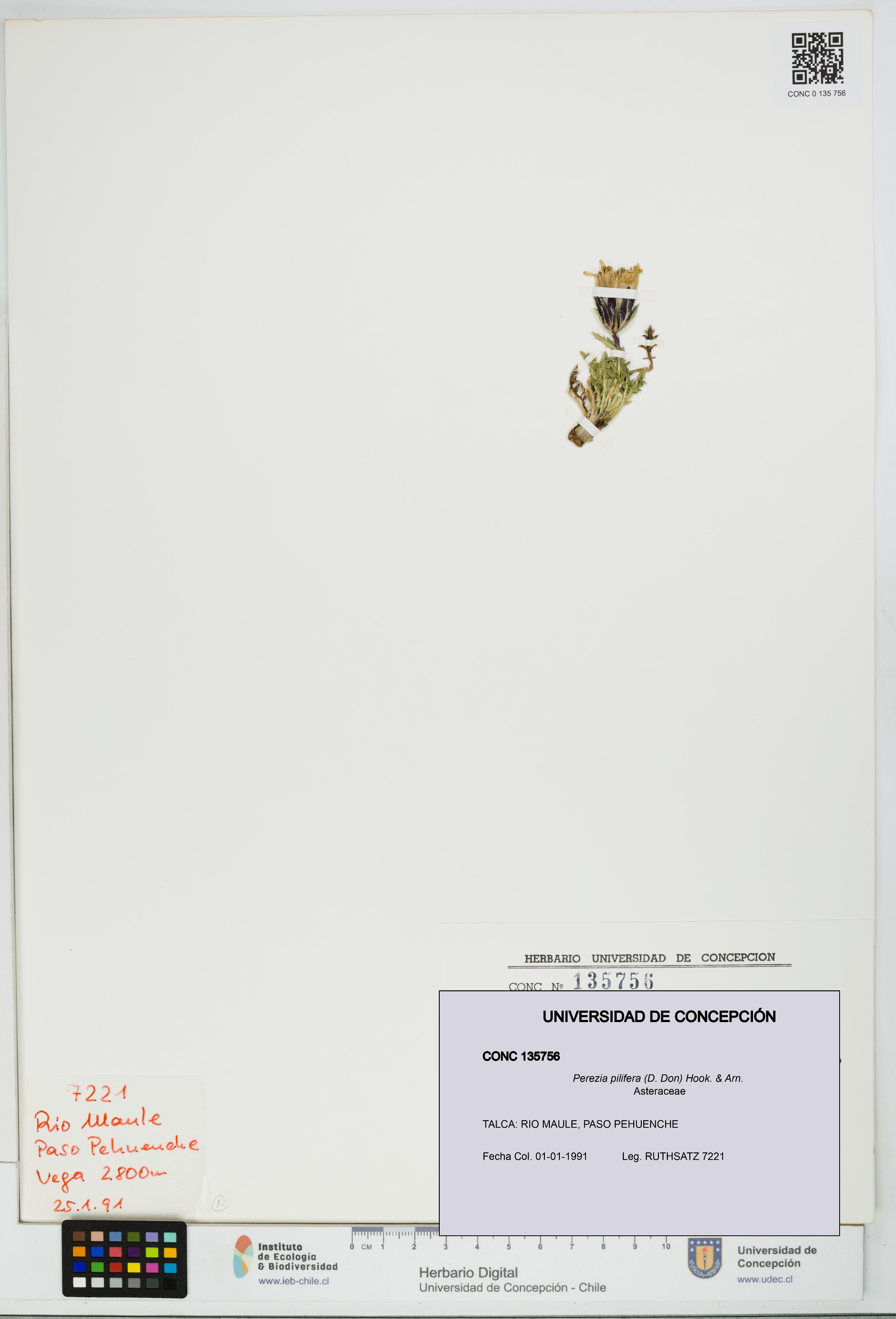 Perezia pilifera [Espécimen: UDEC:CONC:0135756]