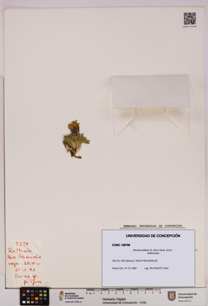 Perezia pilifera [Espécimen: UDEC:CONC:0135758]