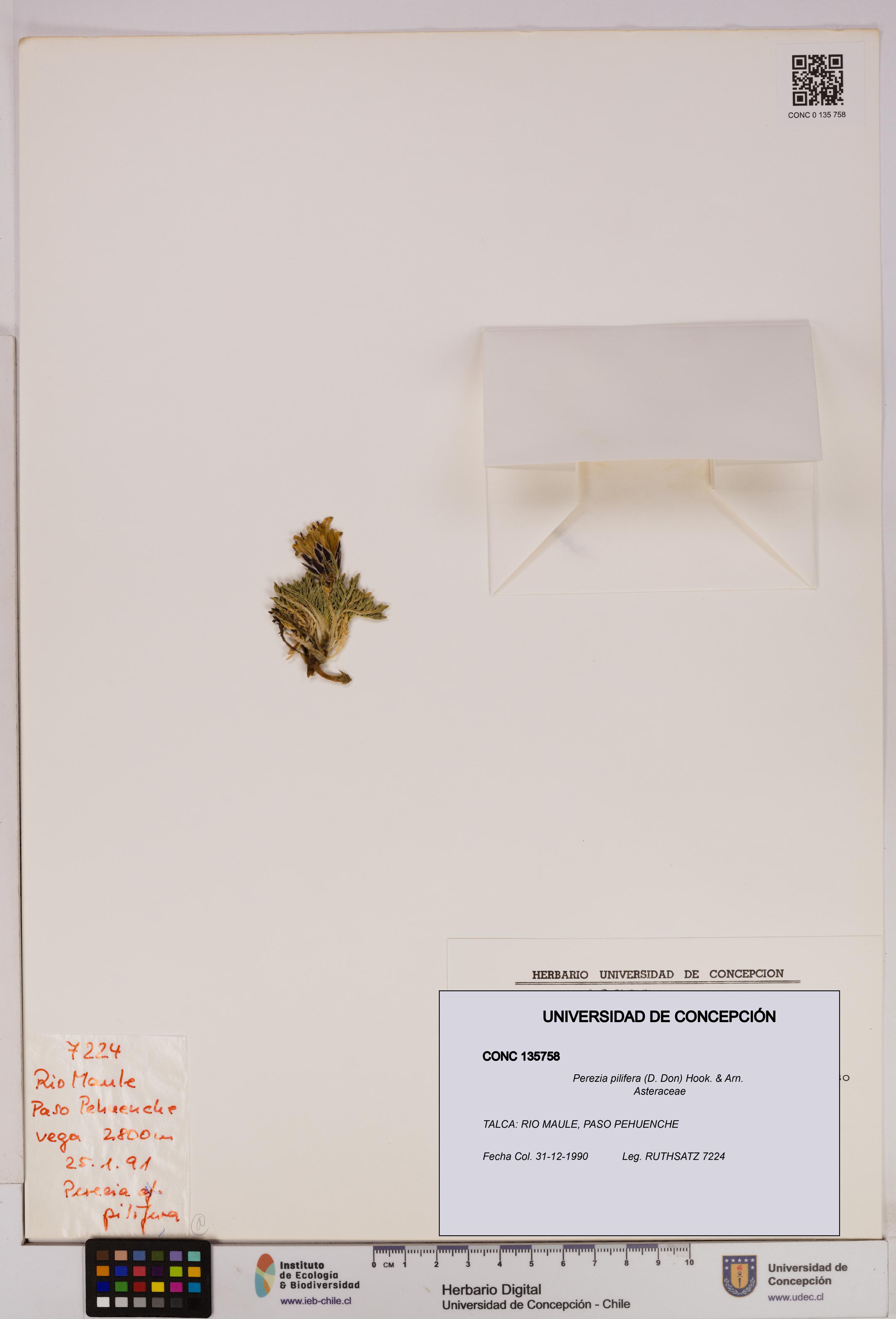 Perezia pilifera [Espécimen: UDEC:CONC:0135758]