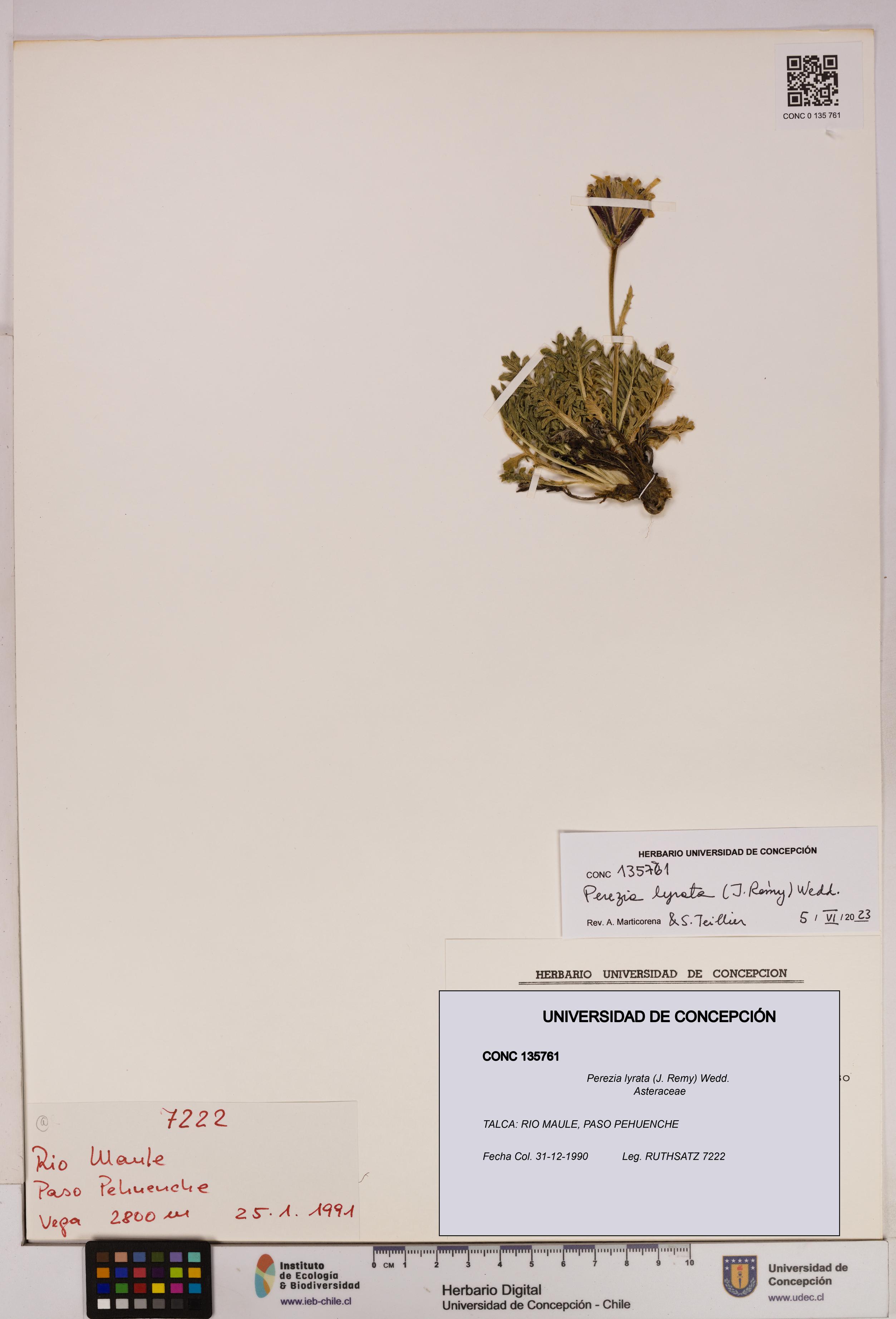 Perezia lyrata [Espécimen: UDEC:CONC:0135761]