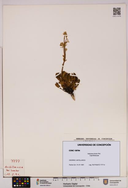 Valeriana fonkii [Espécimen: UDEC:CONC:0135764]