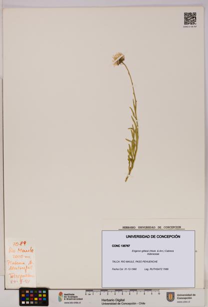 Erigeron gilliesii [Espécimen: UDEC:CONC:0135767]