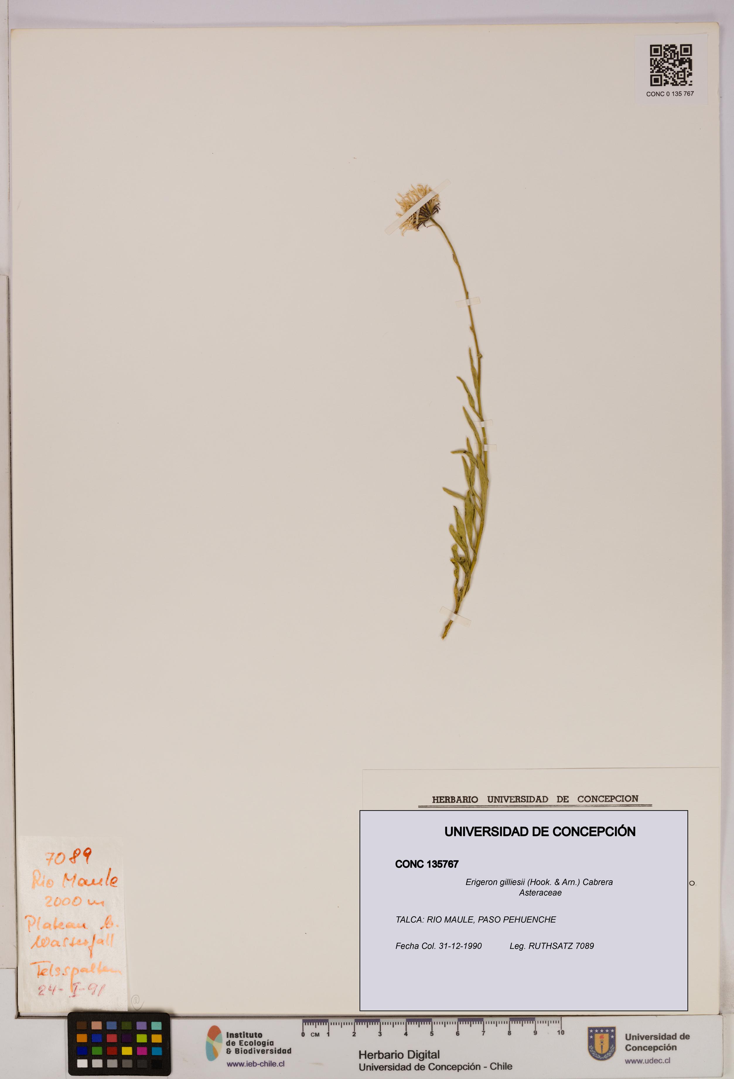 Erigeron gilliesii [Espécimen: UDEC:CONC:0135767]