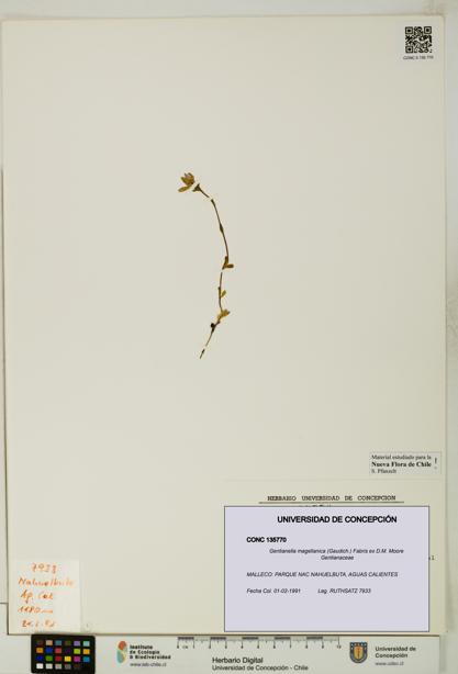 Gentianella magellanica [Espécimen: UDEC:CONC:0135770]