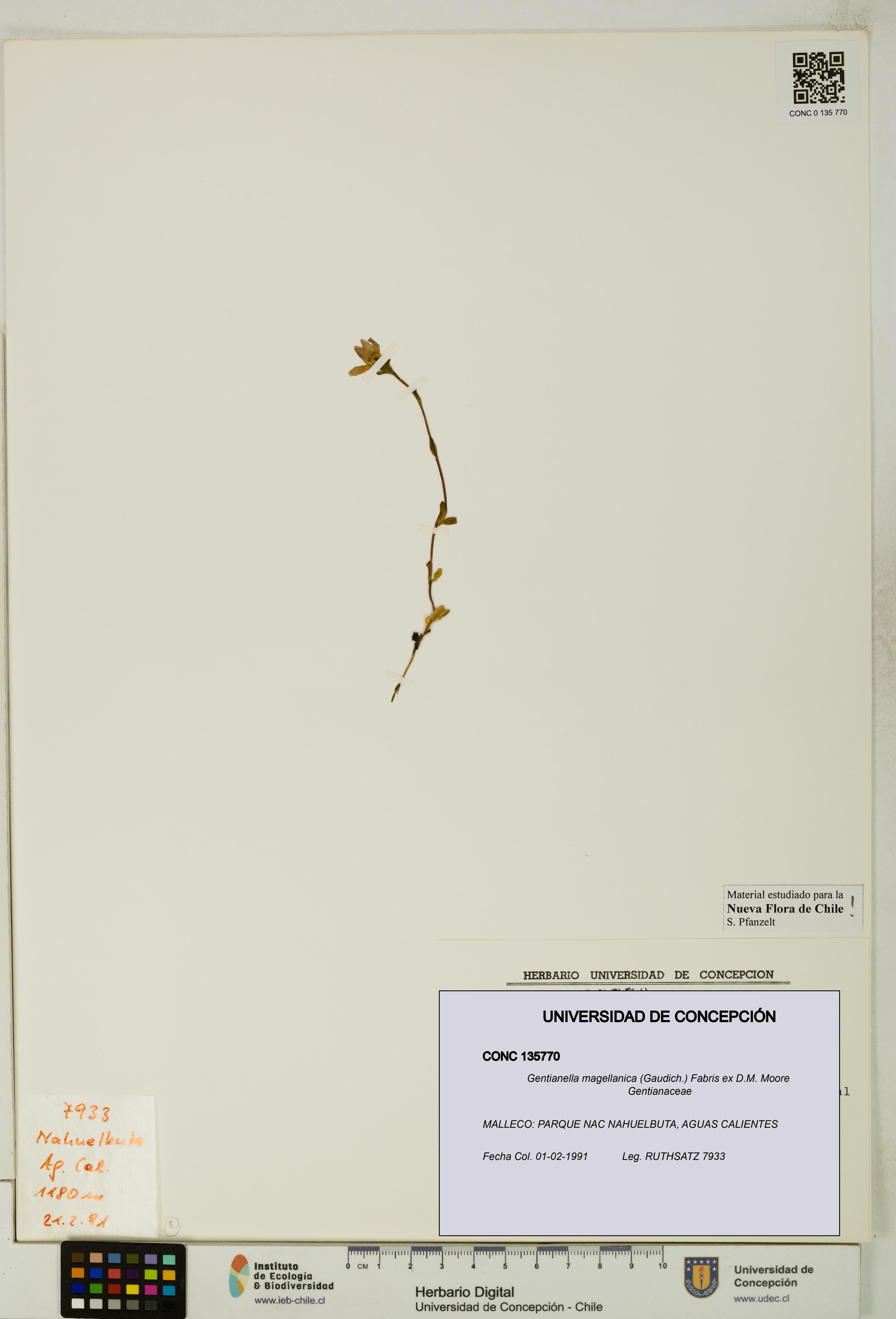 Gentianella magellanica [Espécimen: UDEC:CONC:0135770]