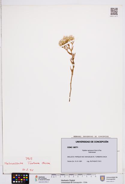Triptilion spinosum [Espécimen: ]
