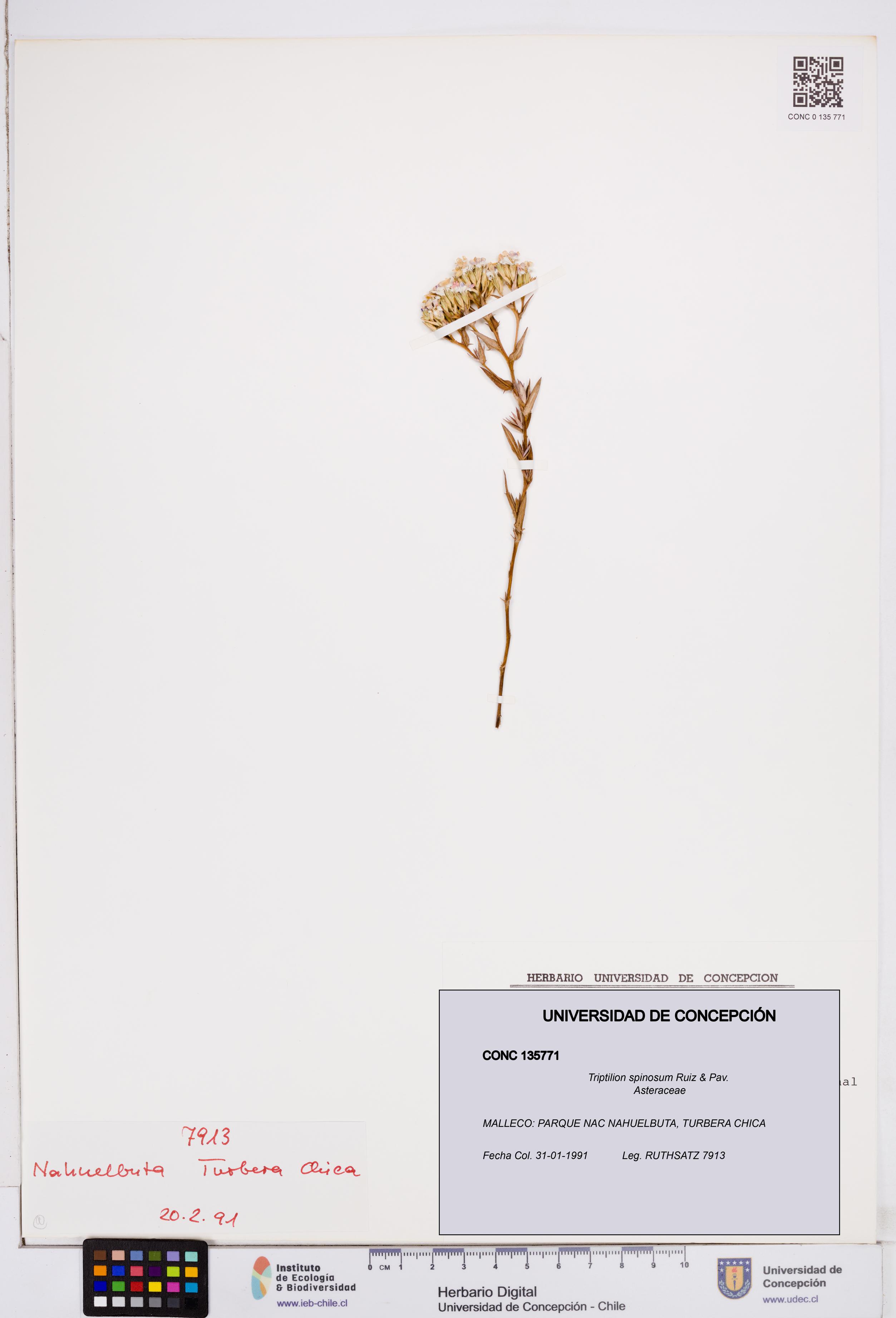 Triptilion spinosum [Espécimen: ]