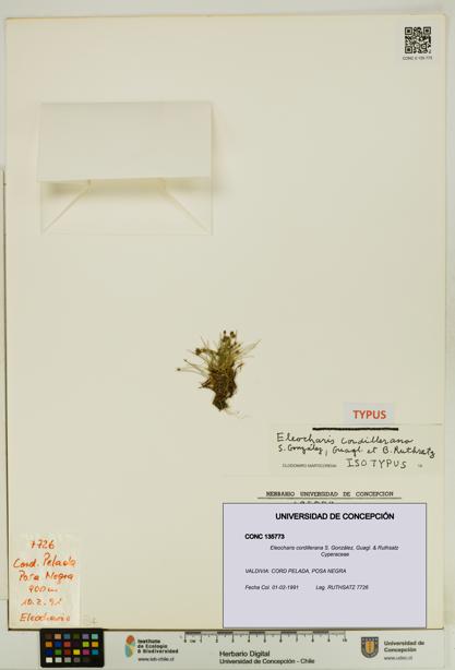 Eleocharis cordillerana [Espécimen: UDEC:CONC:0135773]