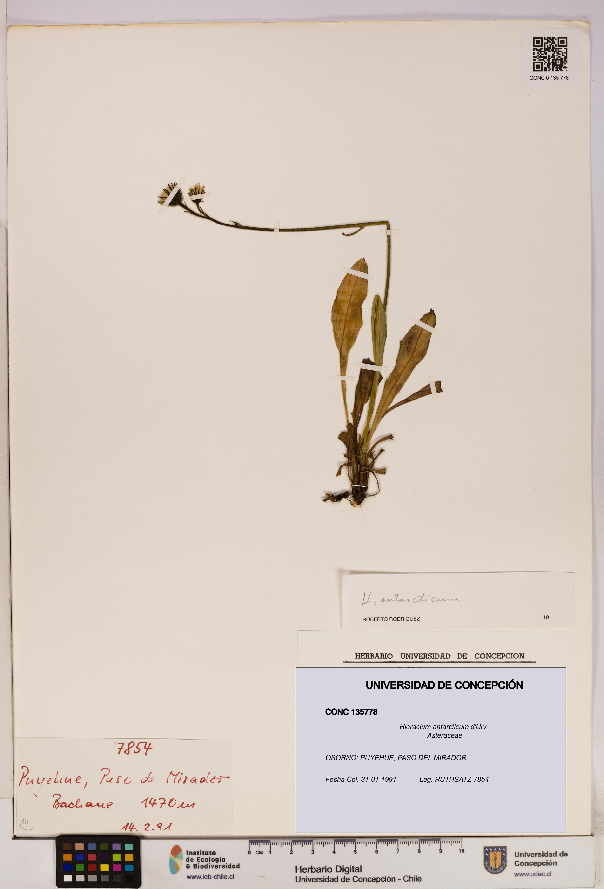 Hieracium antarcticum [Espécimen: UDEC:CONC:0135778]