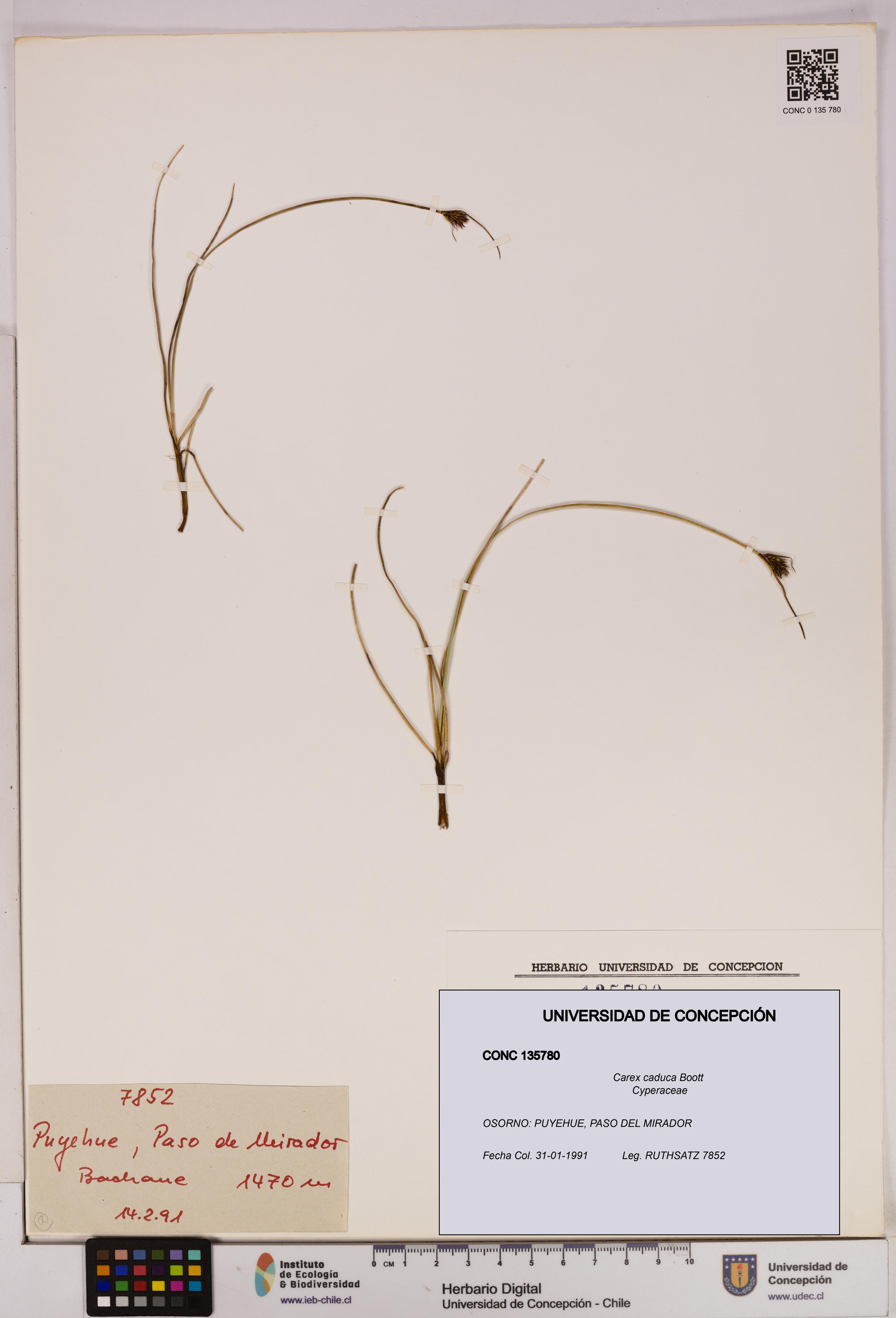Carex caduca [Espécimen: UDEC:CONC:0135780]
