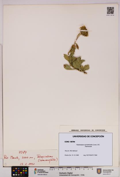 Haplopappus grindelioides [Espécimen: UDEC:CONC:0135784]
