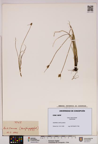 Carex caduca [Espécimen: UDEC:CONC:0135787]