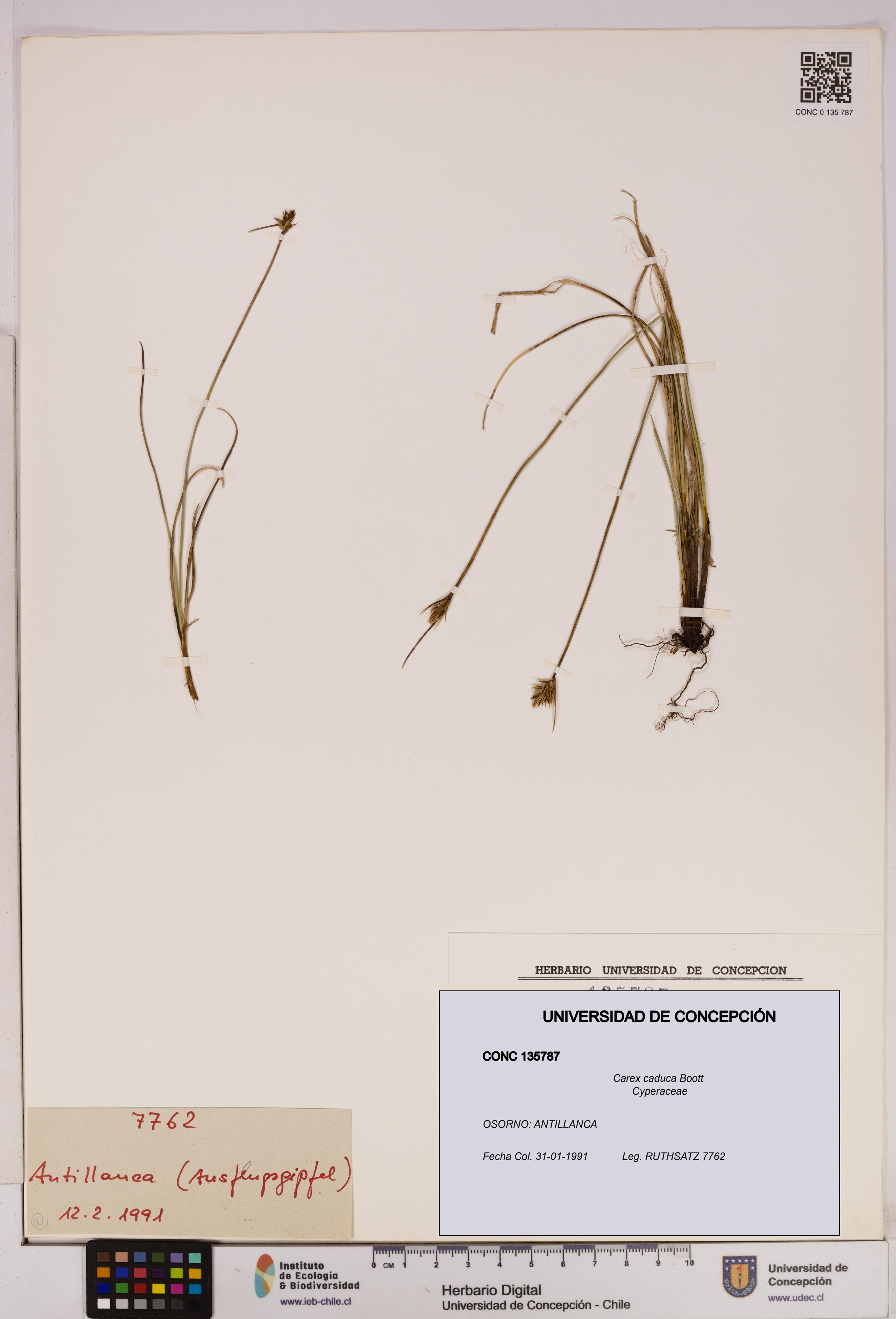 Carex caduca [Espécimen: UDEC:CONC:0135787]