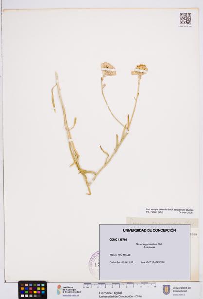 Senecio pycnanthus [Espécimen: ]