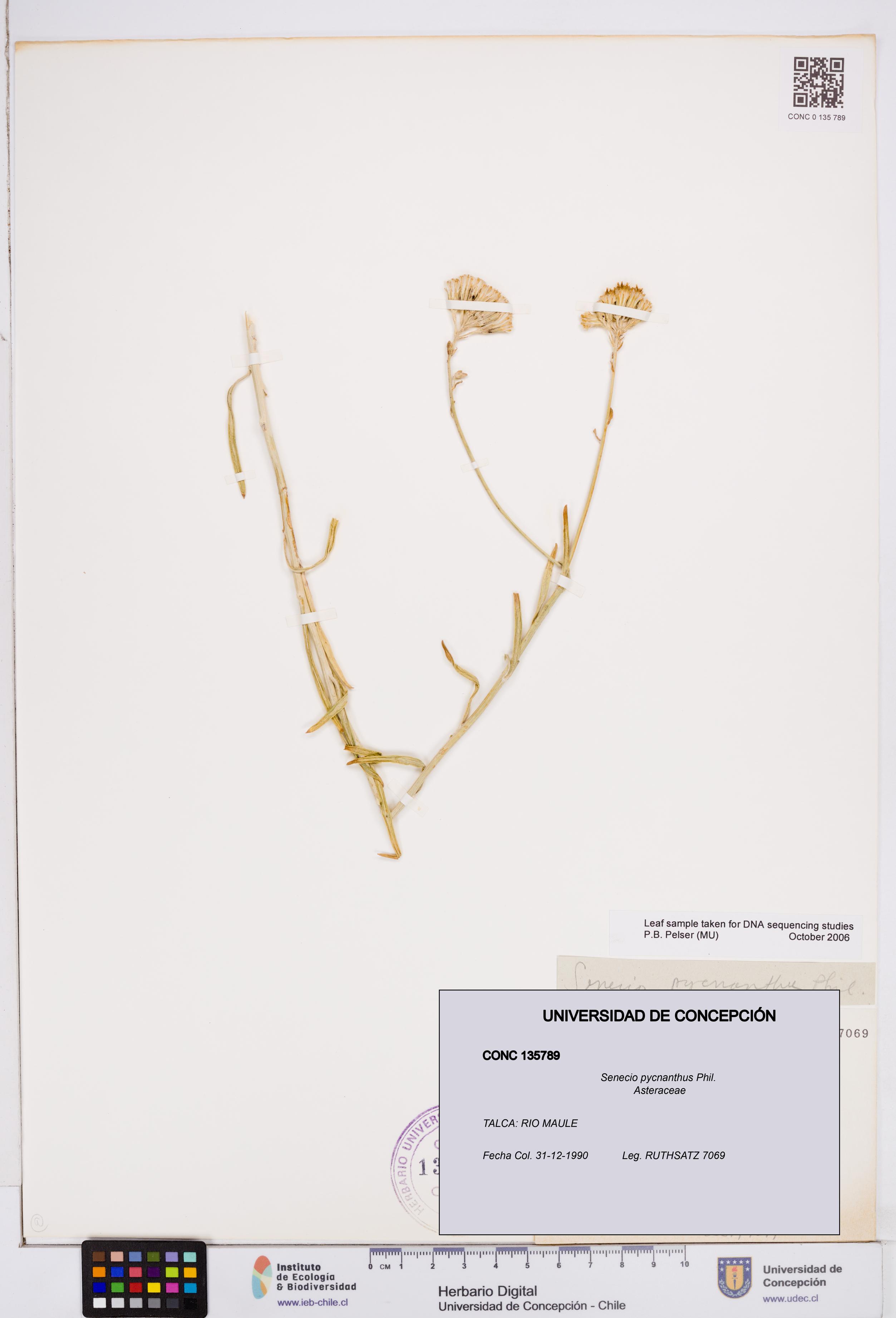 Senecio pycnanthus [Espécimen: ]