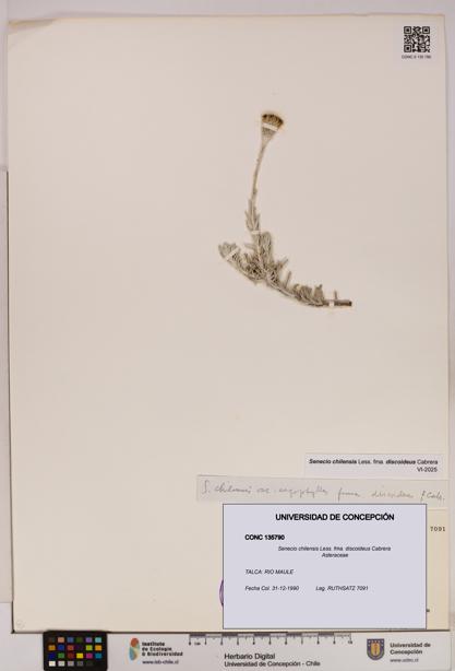 Senecio chilensis fma. discoideus [Espécimen: UDEC:CONC:0135790]