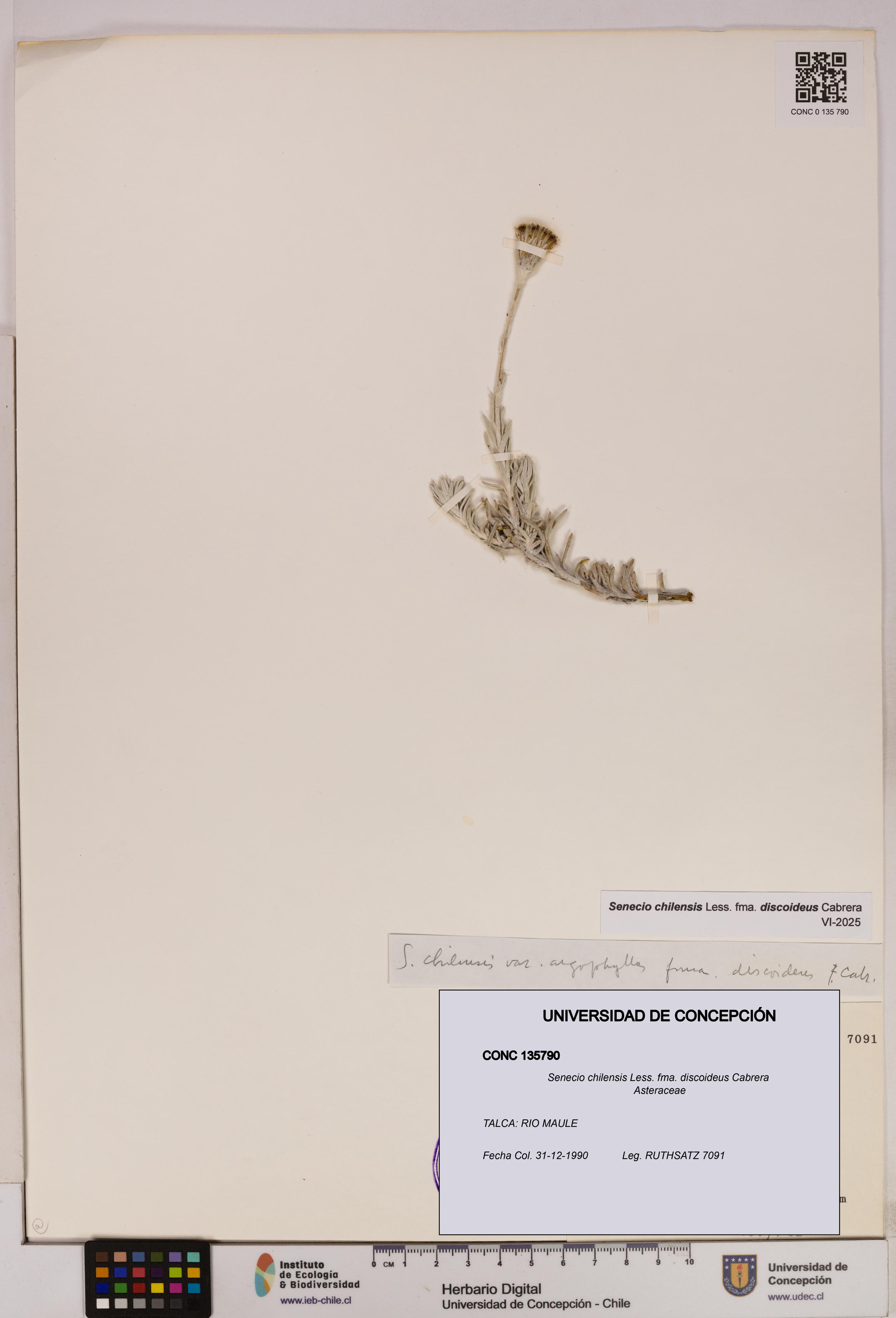 Senecio chilensis fma. discoideus [Espécimen: UDEC:CONC:0135790]