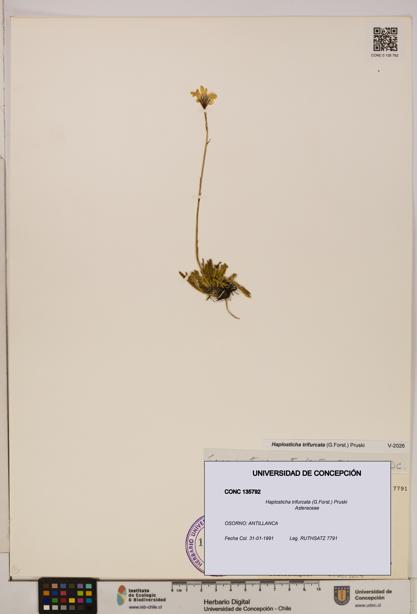 Haplosticha trifurcata [Espécimen: UDEC:CONC:0135792]