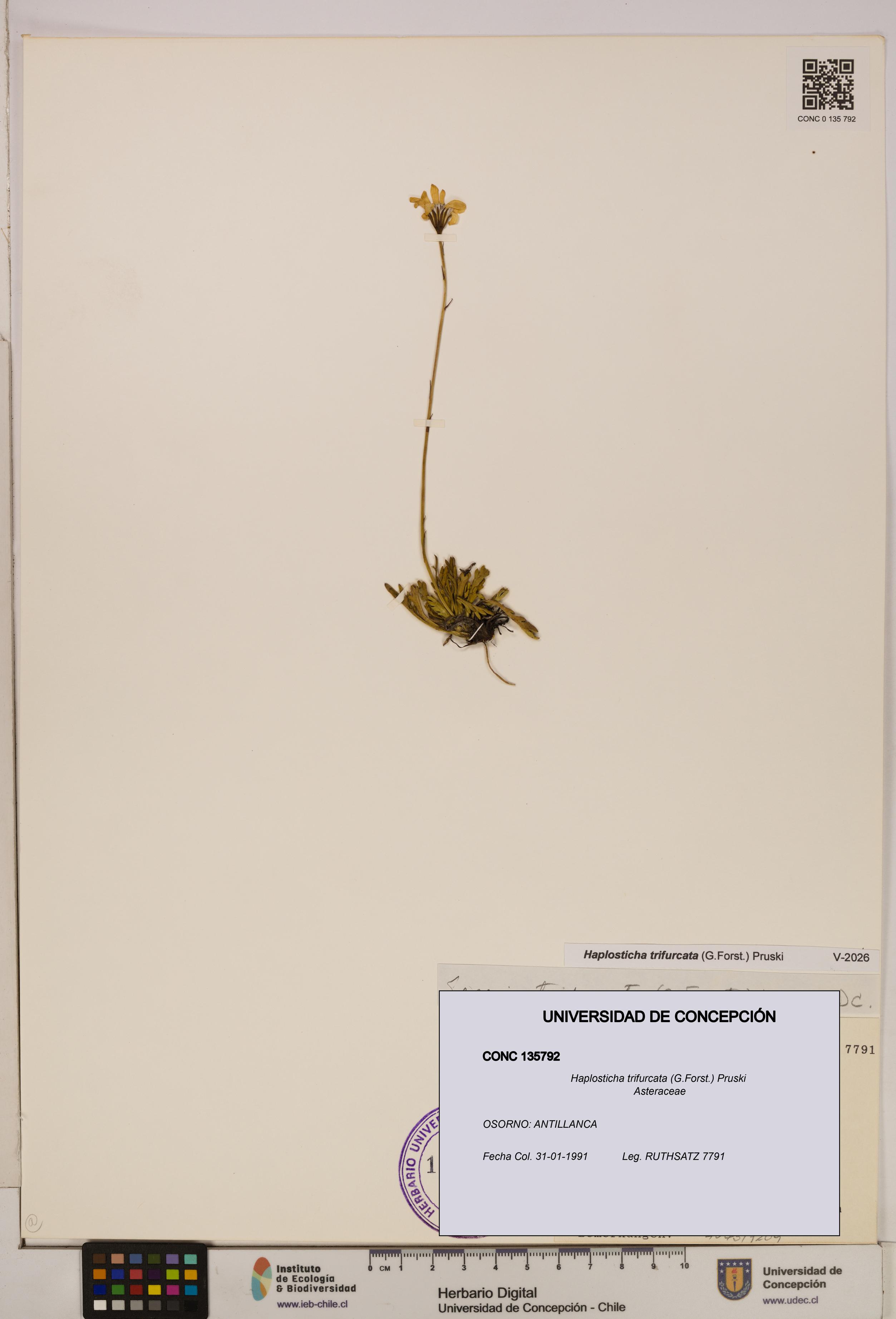 Haplosticha trifurcata [Espécimen: UDEC:CONC:0135792]