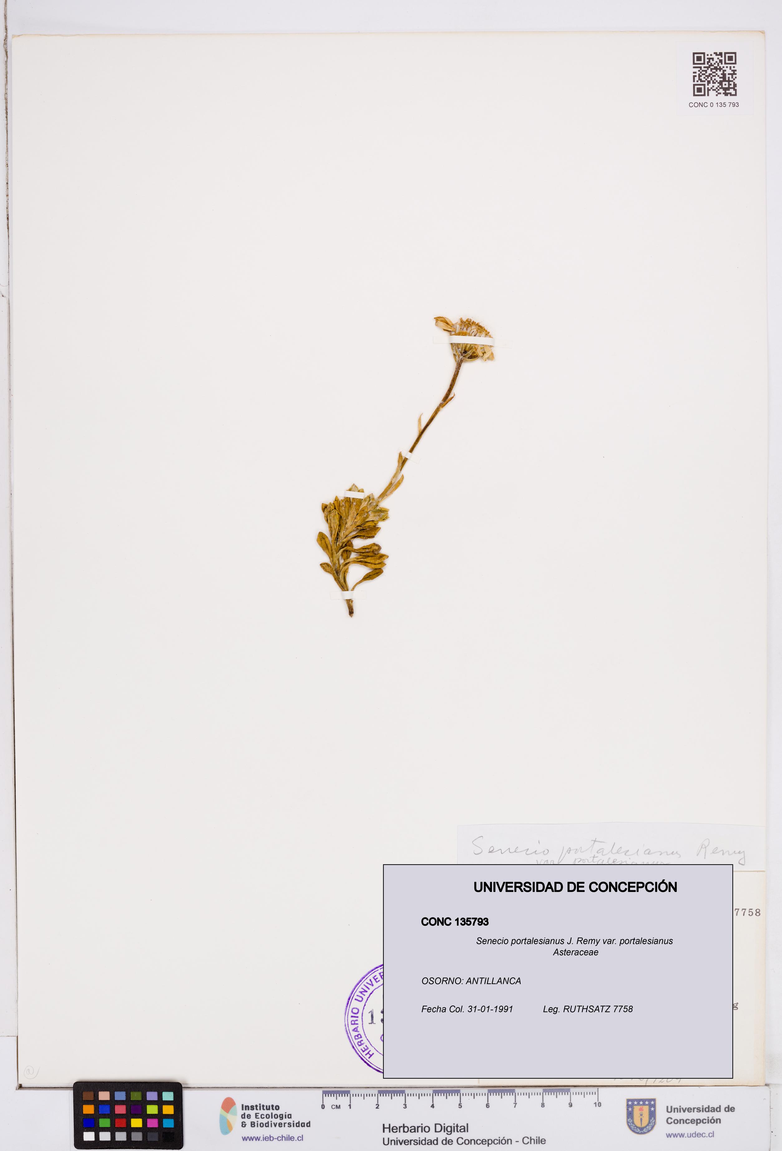 Senecio portalesianus var. portalesianus [Espécimen: ]