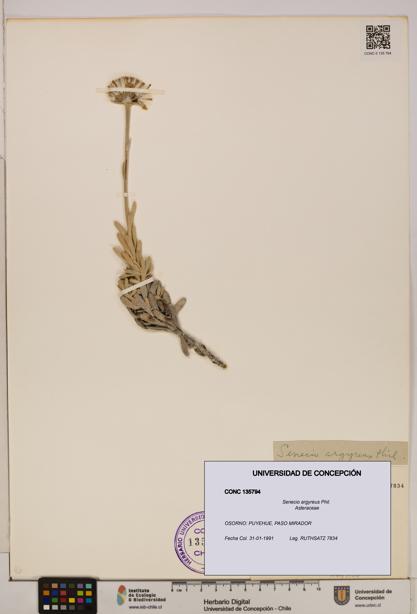 Senecio argyreus [Espécimen: UDEC:CONC:0135794]