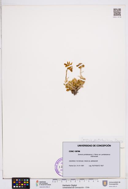 Senecio portalesianus var. portalesianus [Espécimen: ]