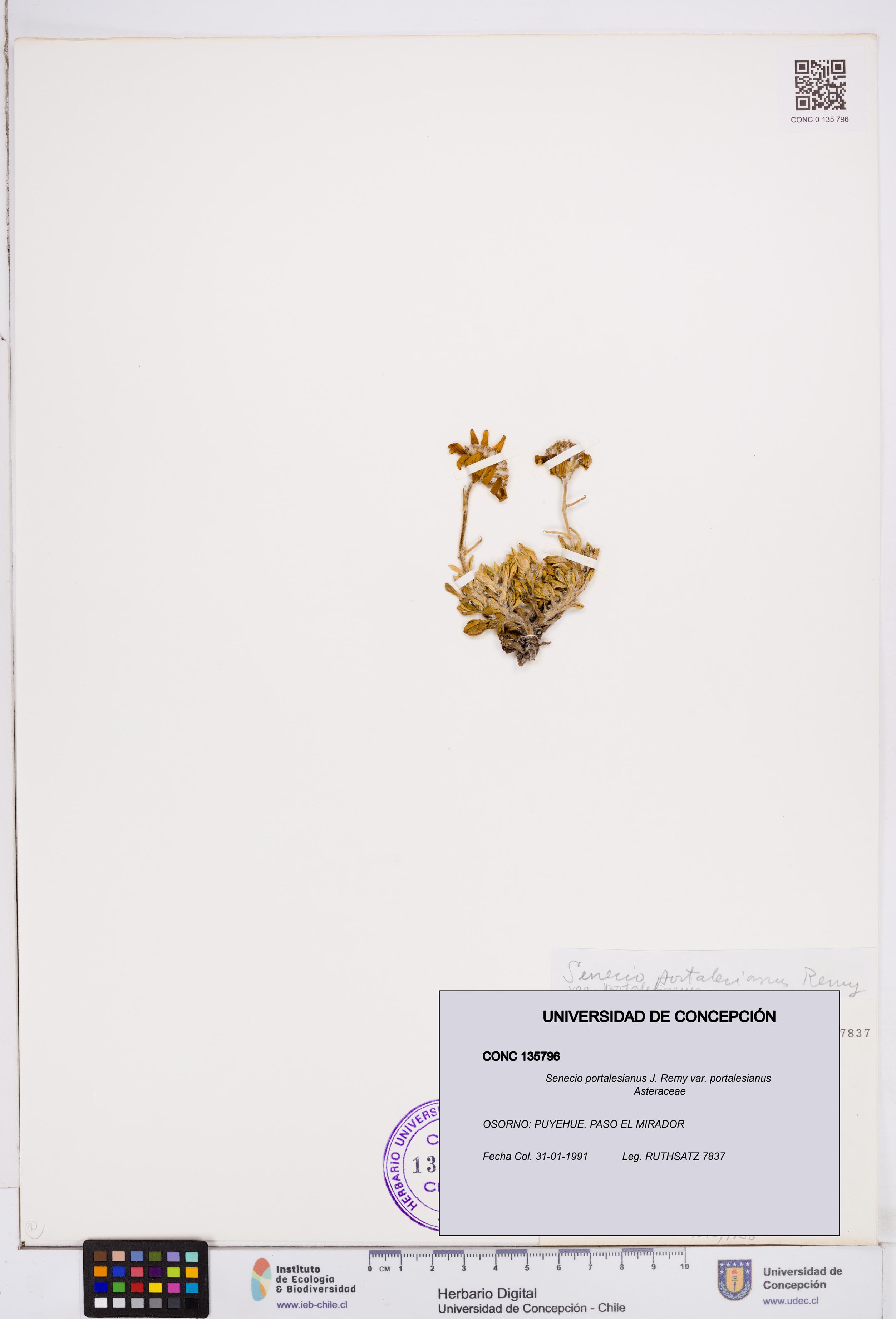 Senecio portalesianus var. portalesianus [Espécimen: ]