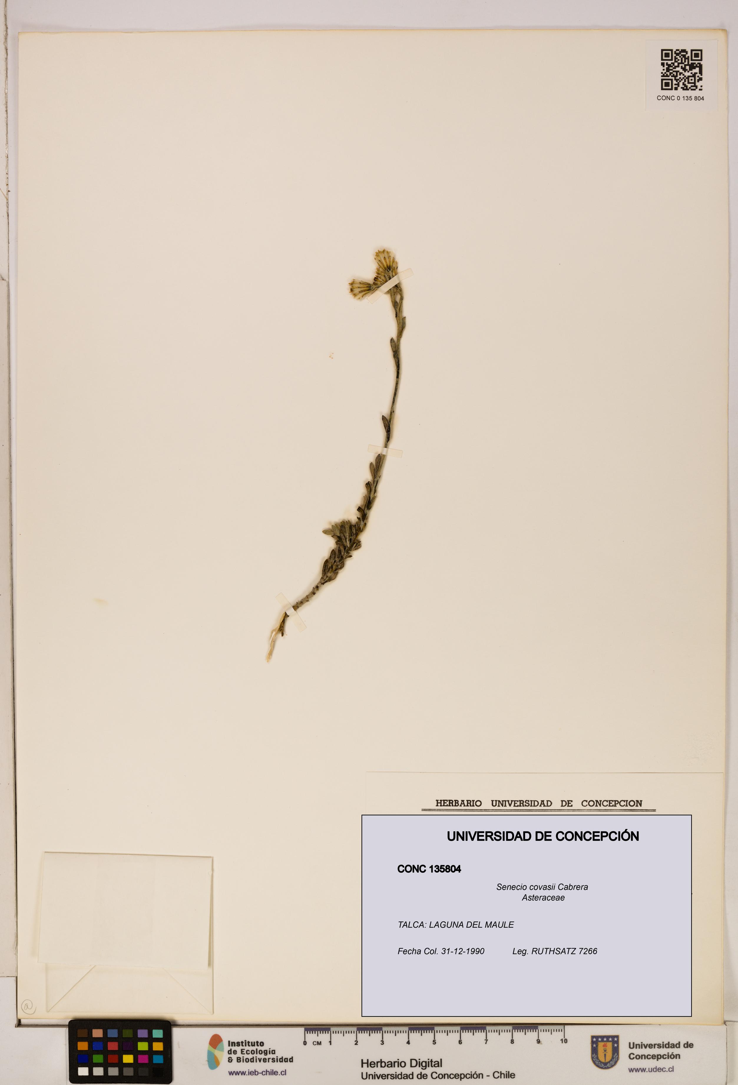 Senecio covasii [Espécimen: UDEC:CONC:0135804]