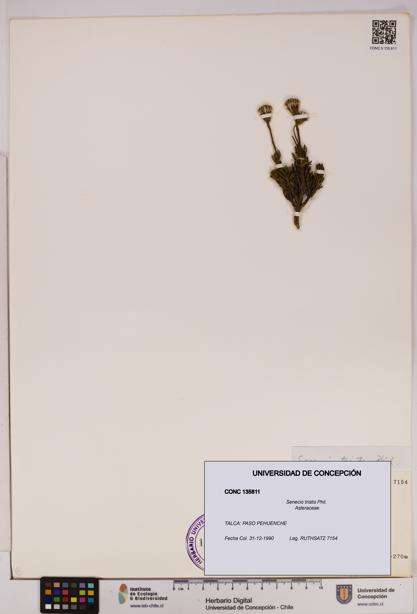 Senecio tristis [Espécimen: UDEC:CONC:0135811]