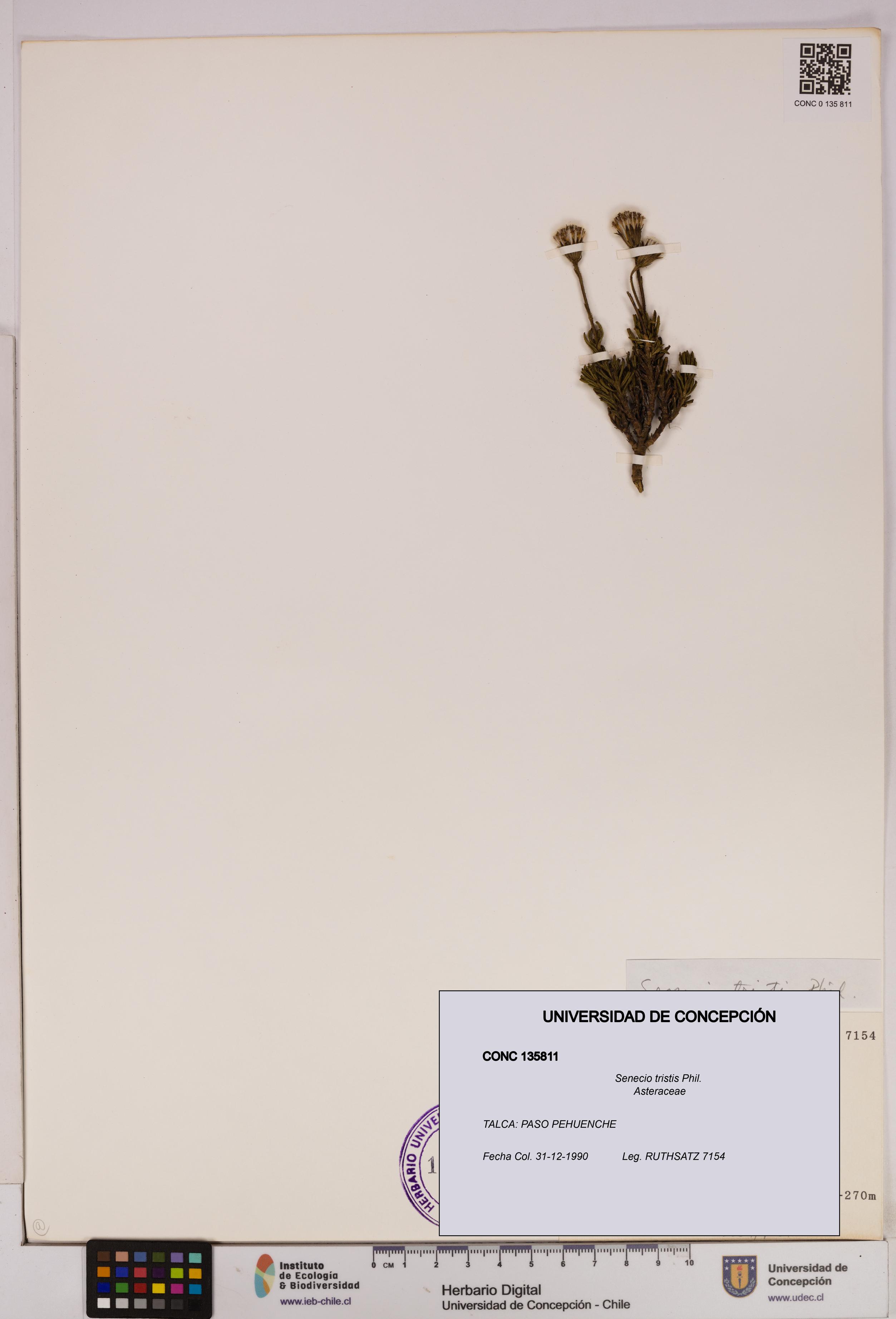 Senecio tristis [Espécimen: UDEC:CONC:0135811]