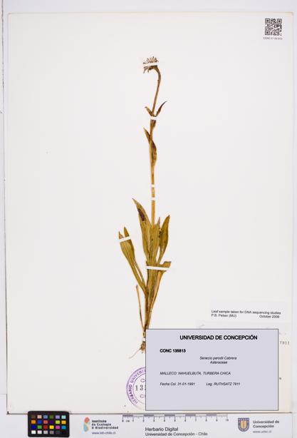 Senecio parodii [Espécimen: ]