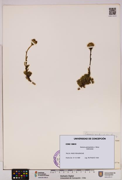 Senecio pachyphyllos [Espécimen: UDEC:CONC:0135815]