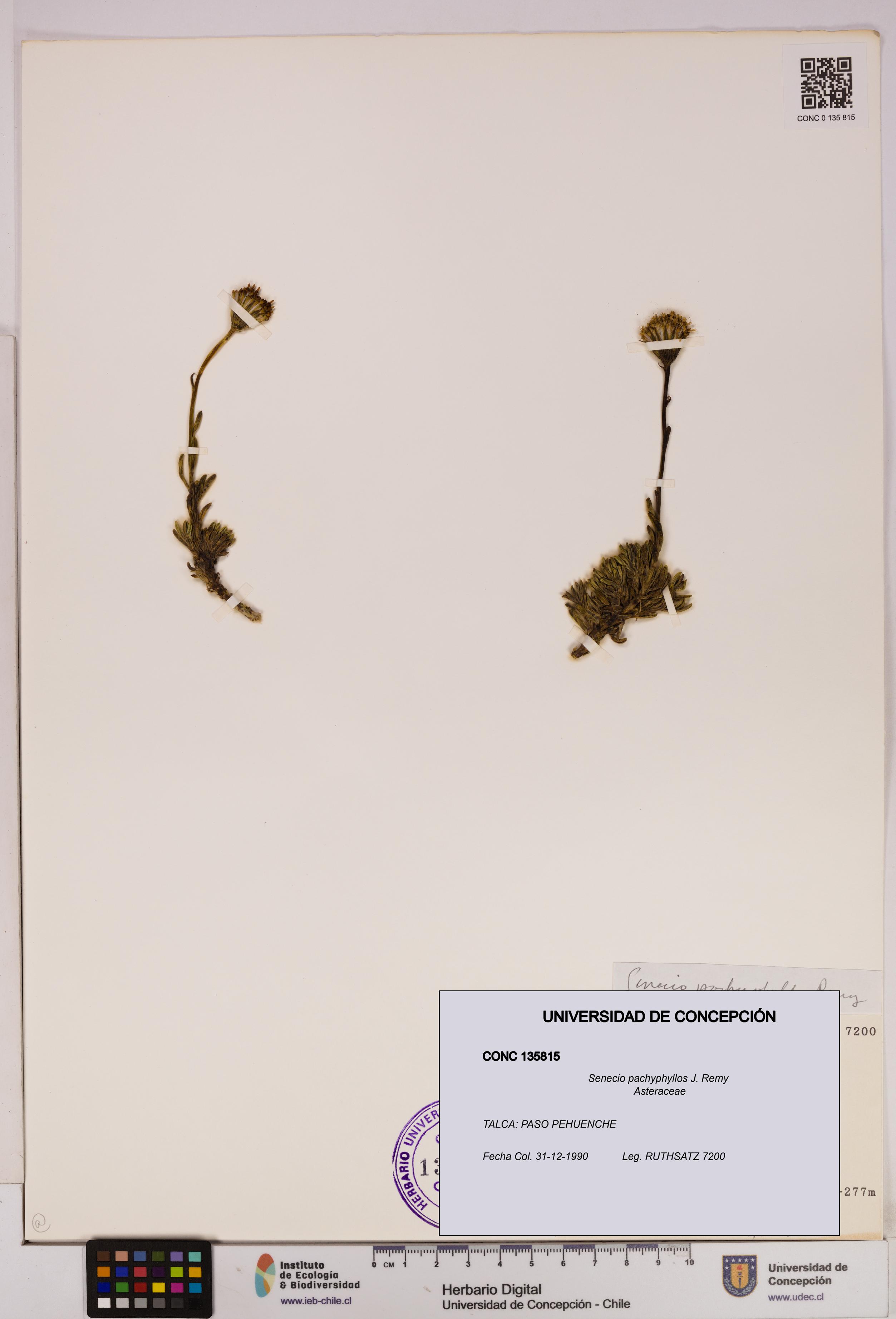 Senecio pachyphyllos [Espécimen: UDEC:CONC:0135815]