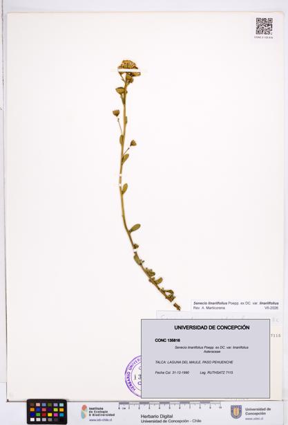 Senecio linariifolius var. linariifolius [Espécimen: ]
