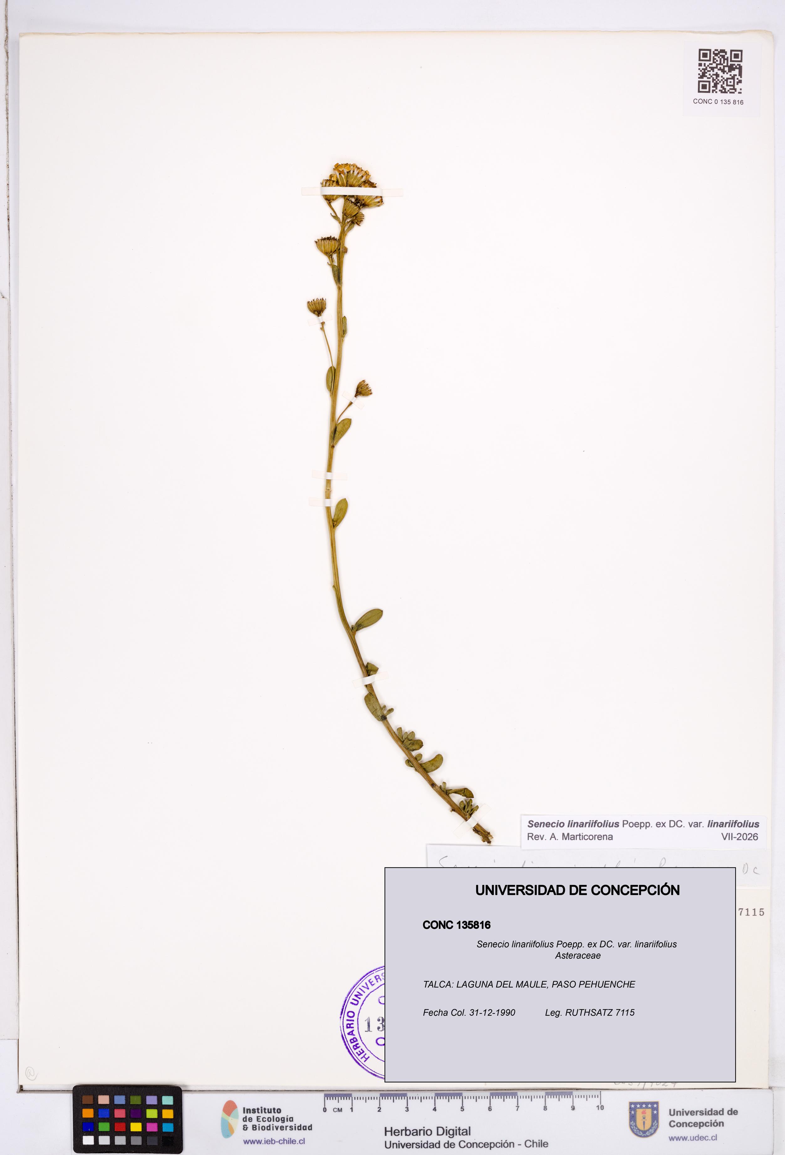 Senecio linariifolius var. linariifolius [Espécimen: ]