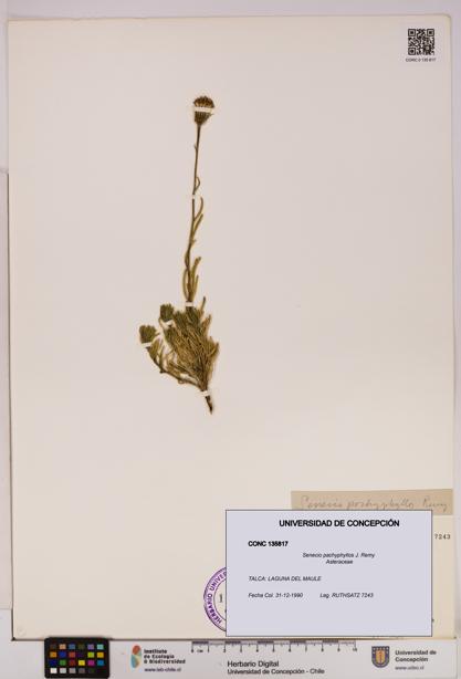 Senecio pachyphyllos [Espécimen: UDEC:CONC:0135817]