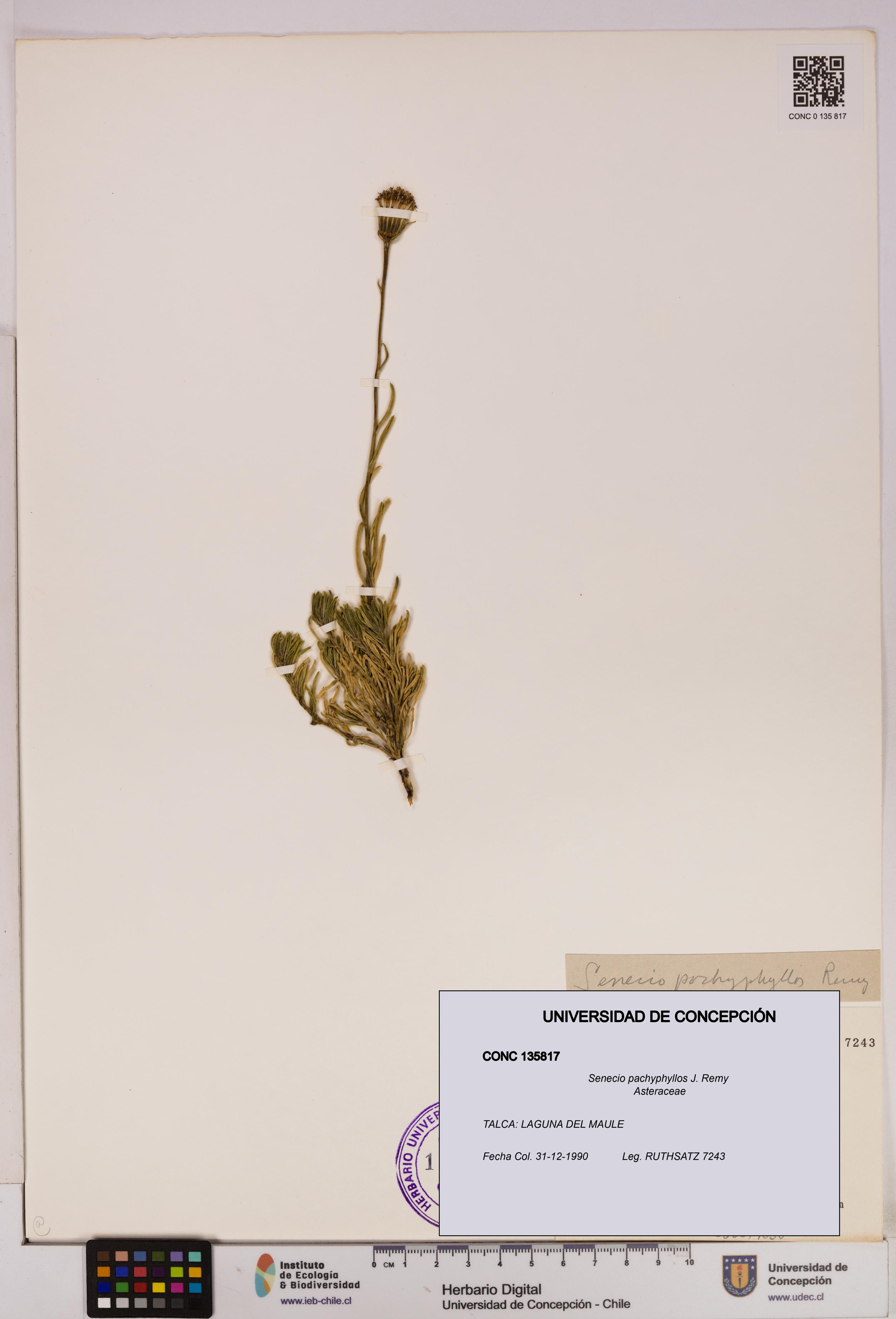 Senecio pachyphyllos [Espécimen: UDEC:CONC:0135817]