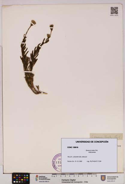 Senecio tristis [Espécimen: UDEC:CONC:0135818]