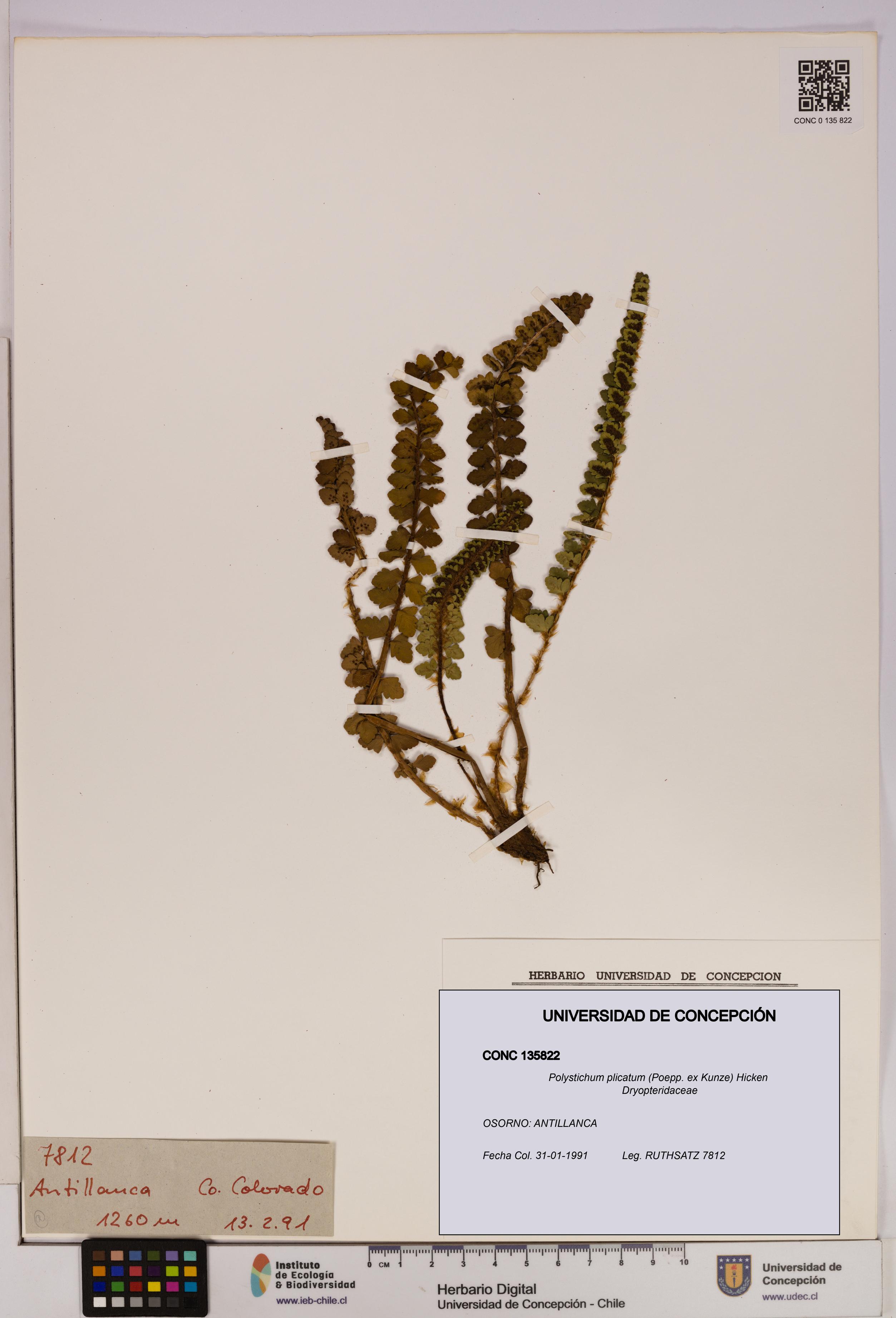 Polystichum plicatum [Espécimen: UDEC:CONC:0135822]