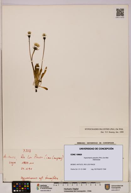 Hypochaeris palustris [Espécimen: UDEC:CONC:0135823]