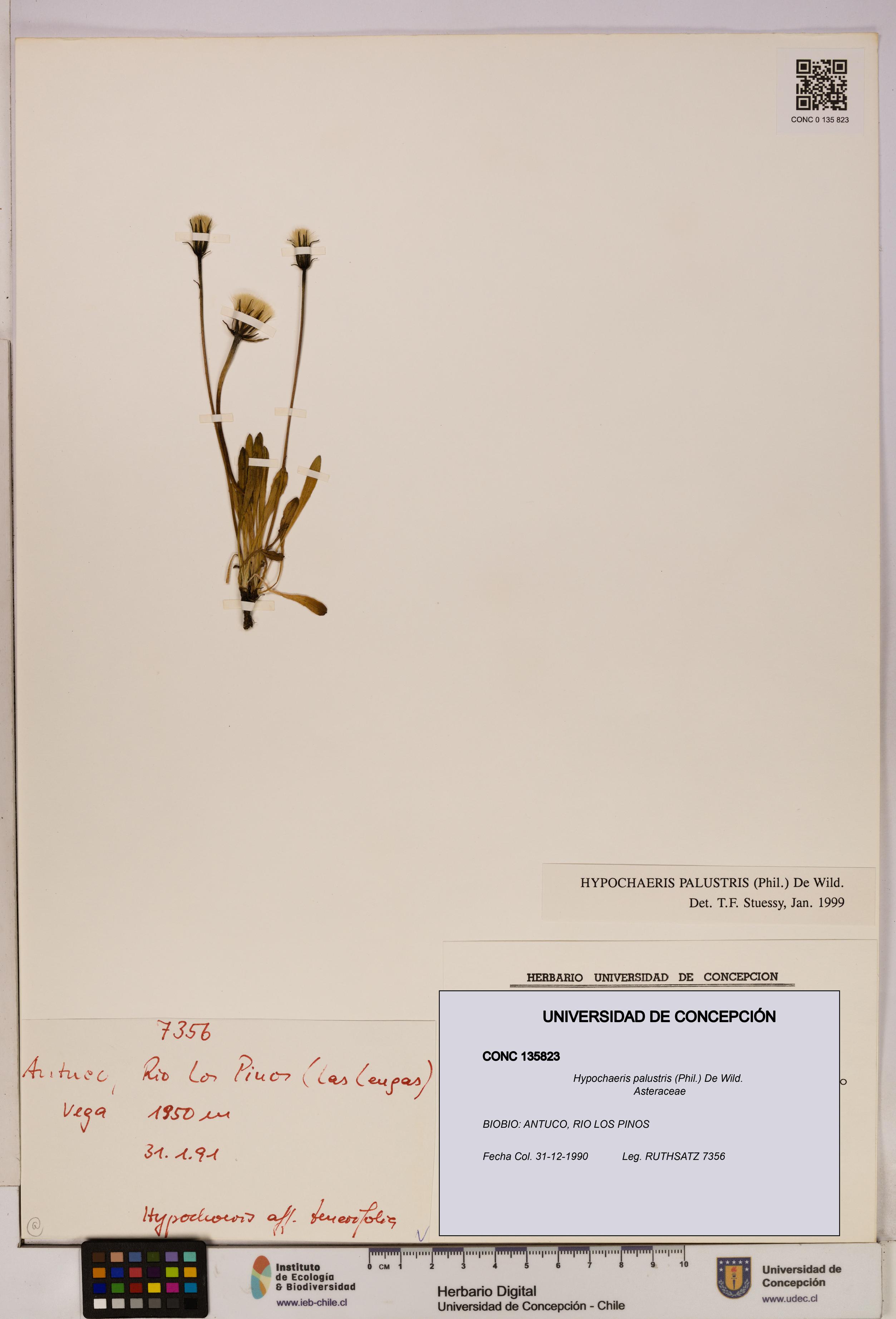 Hypochaeris palustris [Espécimen: UDEC:CONC:0135823]