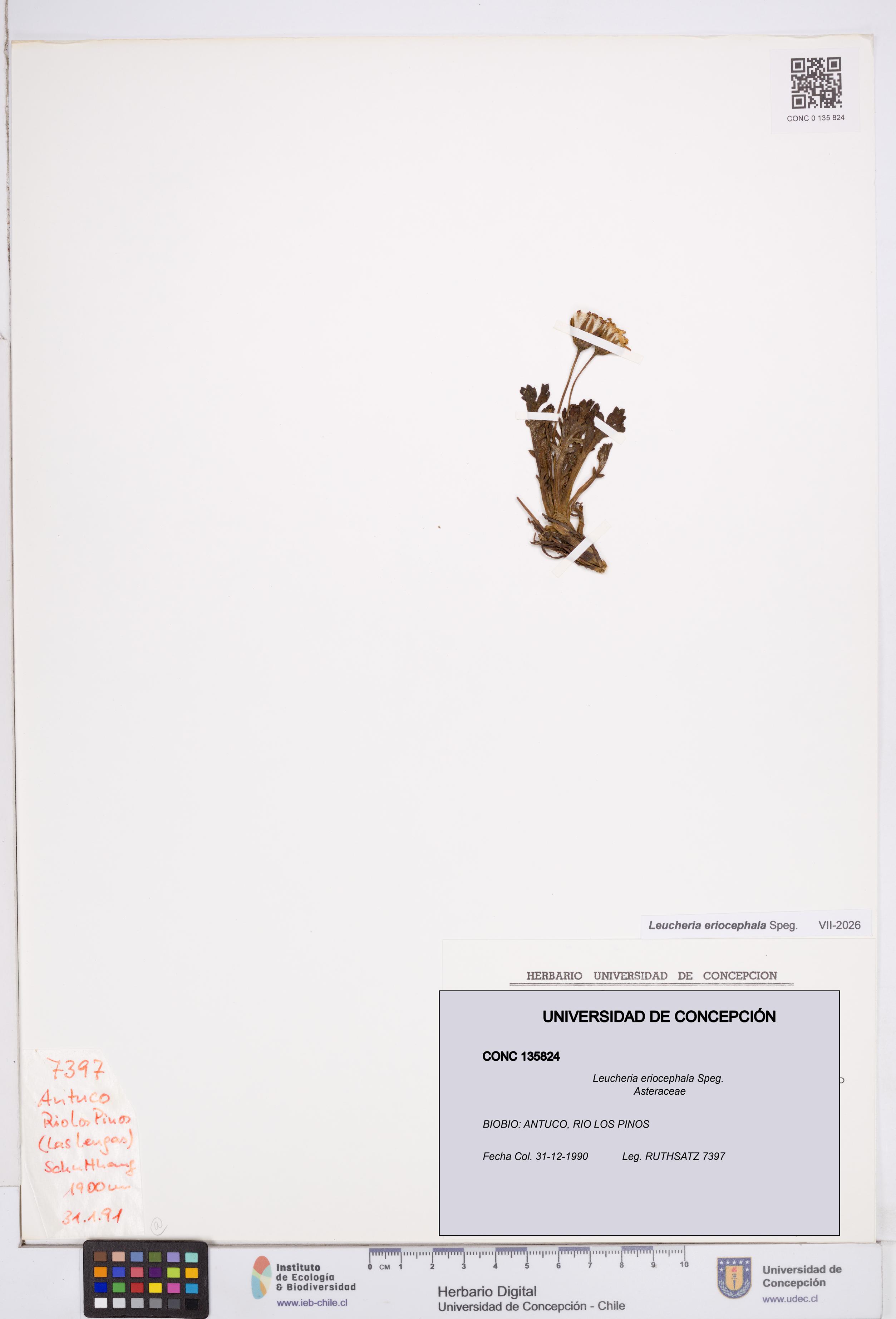 Leucheria eriocephala [Espécimen: ]