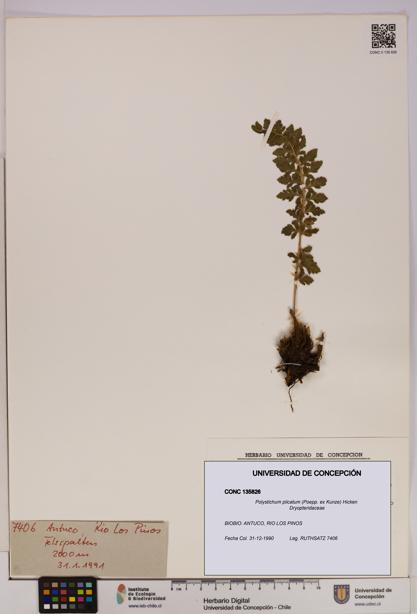 Polystichum plicatum [Espécimen: UDEC:CONC:0135826]