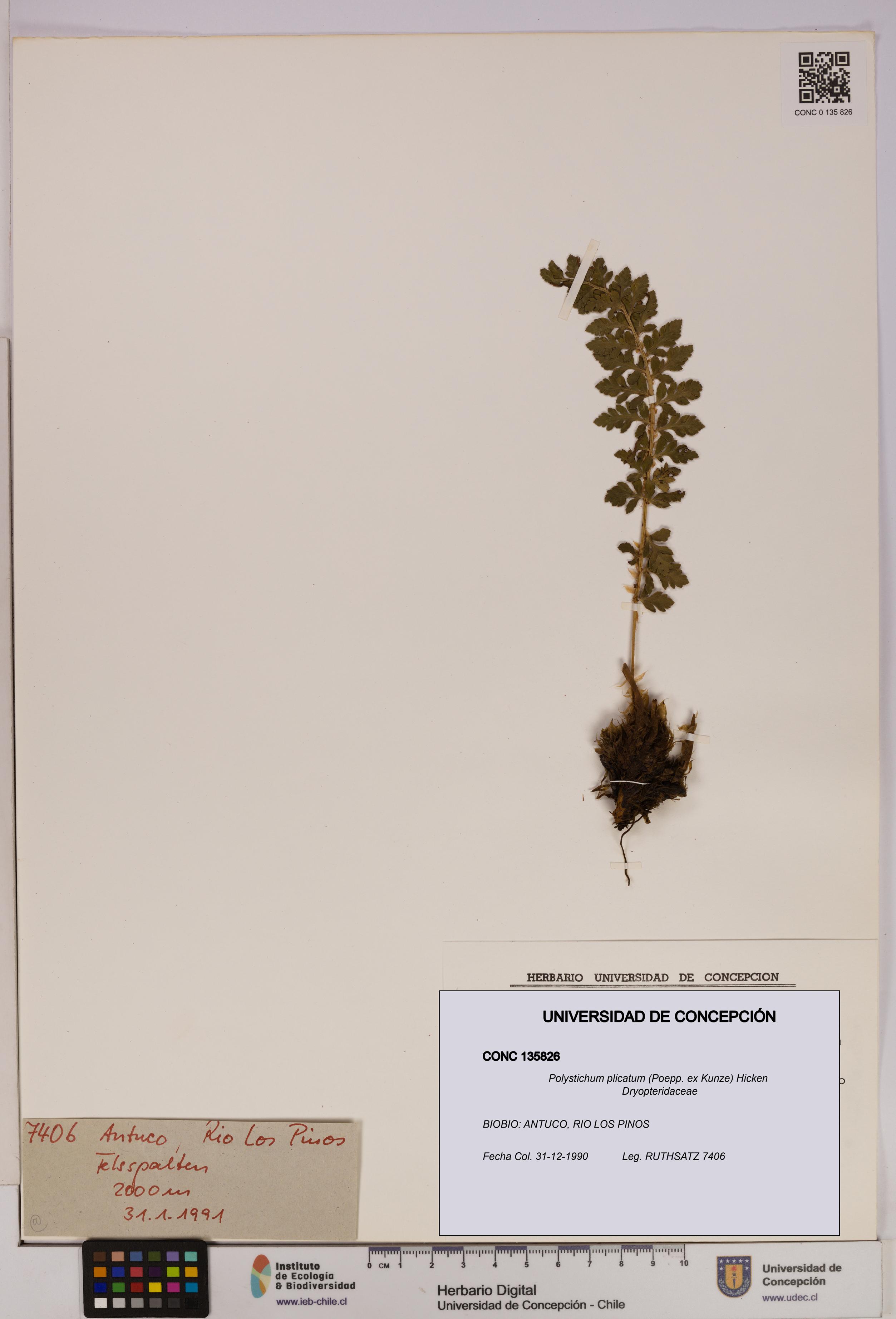 Polystichum plicatum [Espécimen: UDEC:CONC:0135826]