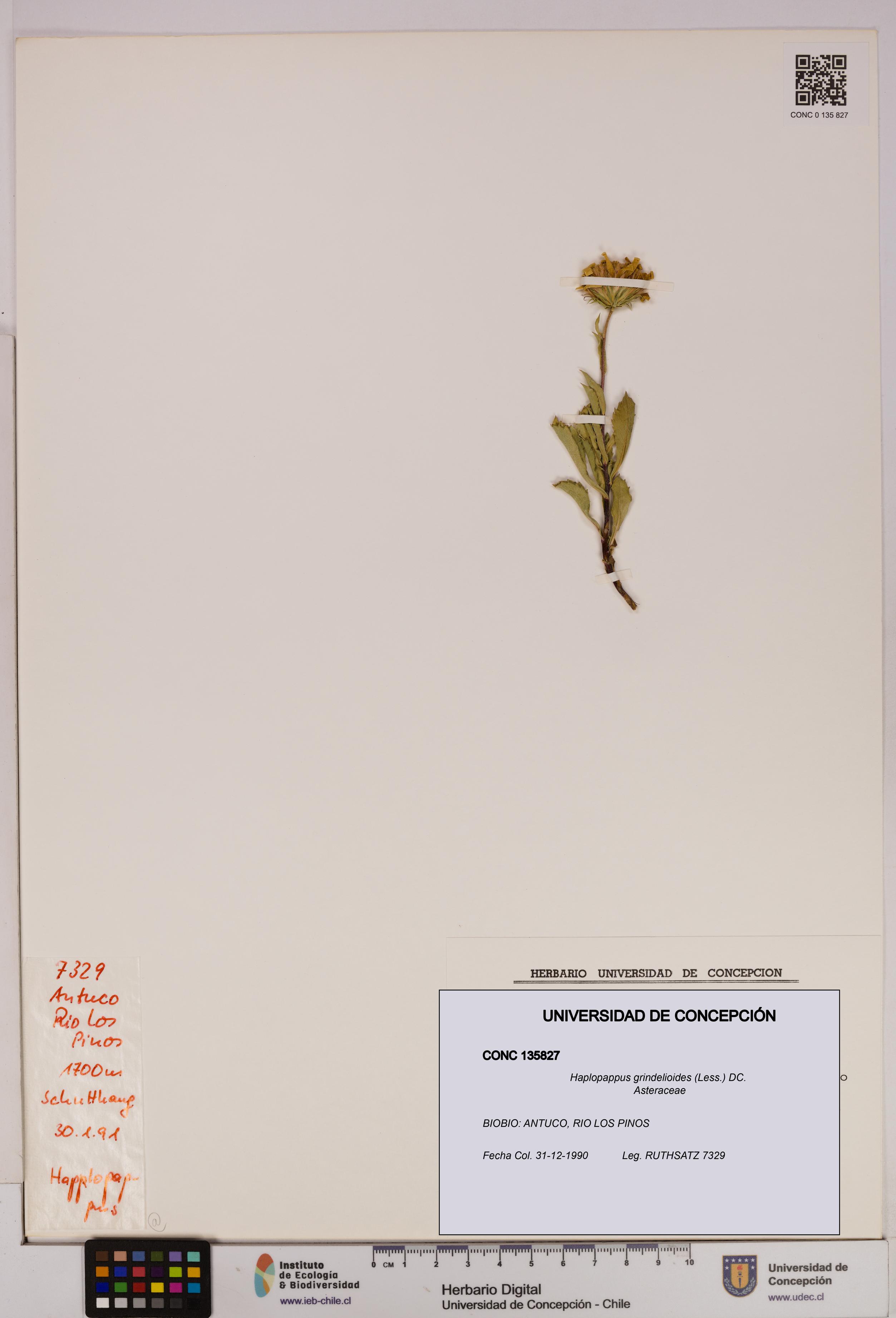 Haplopappus grindelioides [Espécimen: UDEC:CONC:0135827]