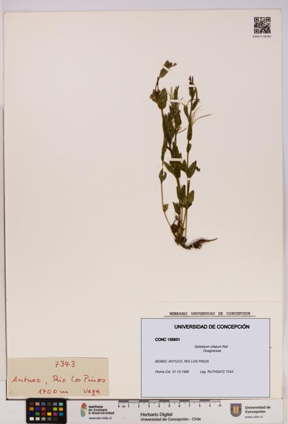 Epilobium ciliatum [Espécimen: UDEC:CONC:0135831]